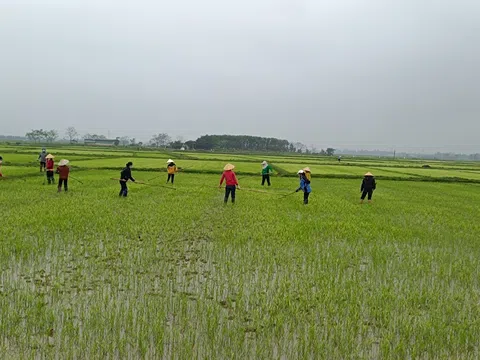 Nông dân Hà Tĩnh hỗ trợ nhau việc đồng áng trong mùa dịch