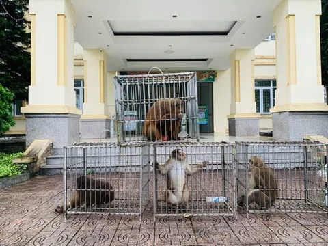 Hà Tĩnh: Tiếp nhận và thả 39 cá thể động vật hoang dã về môi trường tự nhiên