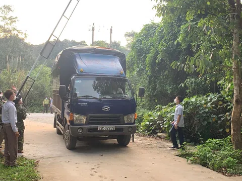 7 cá thể hổ con ở Nghệ An được chuyển đến Vườn Quốc gia Phong Nha - Kẻ Bàng