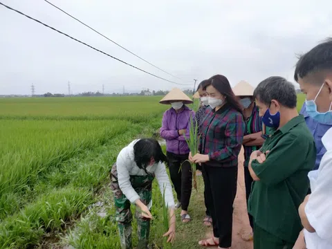 Hà Tĩnh: Tập huấn kỹ thuật canh tác lúa thân thiện môi trường
