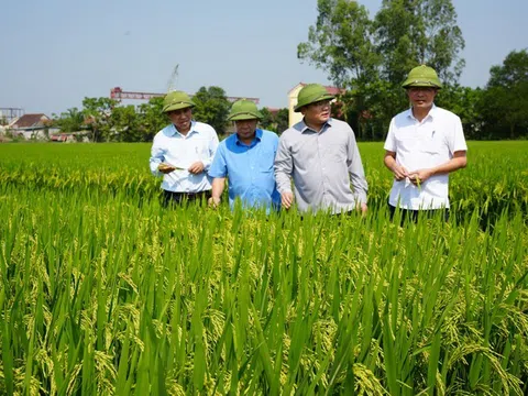 Nghệ An: Nhiều điểm sáng trong phát triển ngành nông nghiệp