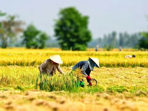 Cơ hội vàng hay rủi ro tiềm ẩn trong ngành nông nghiệp Việt Nam trước thách thức định giá tín chỉ carbon