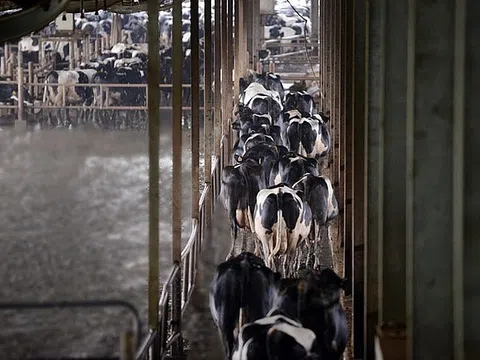 TH True Milk: Trang trại chăn nuôi bò sữa tốt nhất Việt Nam, phát triển kinh tế tuần hoàn