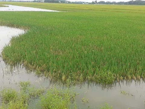 Nghệ An: Mưa lớn bất ngờ đổ bộ, hàng trăm héc ta lúa và hoa màu thiệt hại nặng