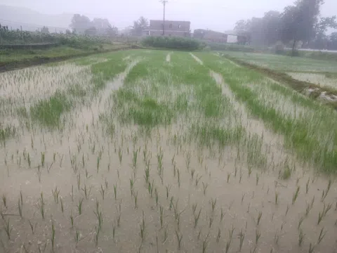 Nghệ An: Đón cơn mưa “vàng” sau những ngày nắng nóng khô hạn, nông dân phấn khởi