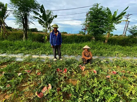 Nghệ An: Công an điều tra vụ vườn dưa hấu sắp thu hoạch bị phá hoại ở Diễn Châu