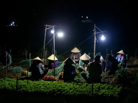 Nghệ An: Trốn nắng nóng, nông dân ra đồng làm việc từ nửa đêm