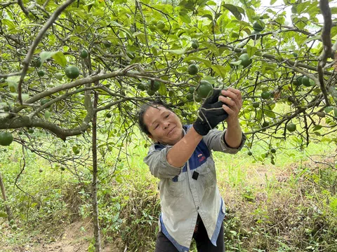 Nghệ An: Nông dân trăn trở khi "vựa chanh" mất mùa