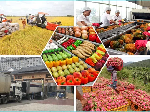 Xuất khẩu Nông sản Việt: Đường biển liệu có phải giải pháp?