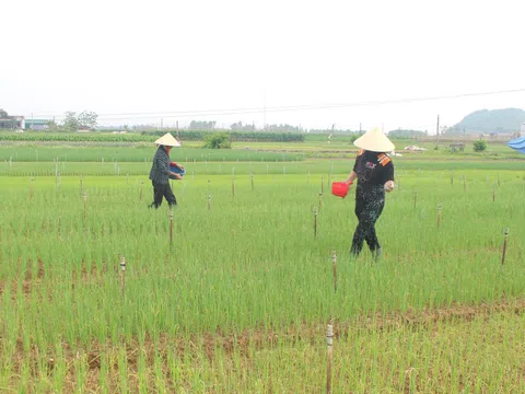 Nghệ An: Giá phân bón tăng cao, nông dân chật vật chăm sóc cây trồng vụ Xuân
