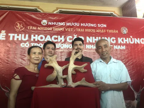 Hà Tĩnh: Hàng trăm người chen chân xem cắt cặp nhung hươu "khủng"