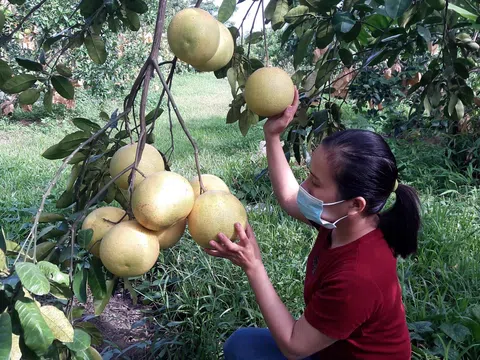 Hà Tĩnh: Vợ chồng trẻ cất bằng đại học về quê trồng bưởi sinh thái