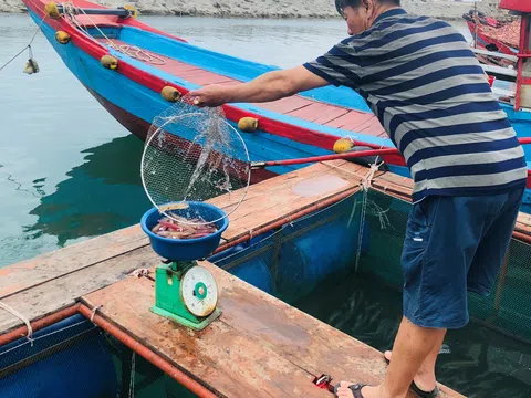 Mực nhảy Vũng Áng - đặc sản trứ danh, ngon nức tiếng ở Hà Tĩnh