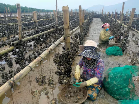 Hà Tĩnh: Nuôi ngao, hàu thương phẩm mang lại hiệu quả kinh tế cao