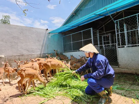 Hà Tĩnh: Chàng trai bỏ cơ nghiệp ở Thủ đô về quê “lăng xê” thương hiệu nhung hươu quê nhà