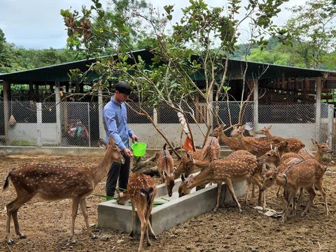 Hà Tĩnh: Kỳ vọng phát triển, chàng thanh niên "liều" đầu tư tiền tỷ làm trại nuôi hươu lớn nhất tỉnh