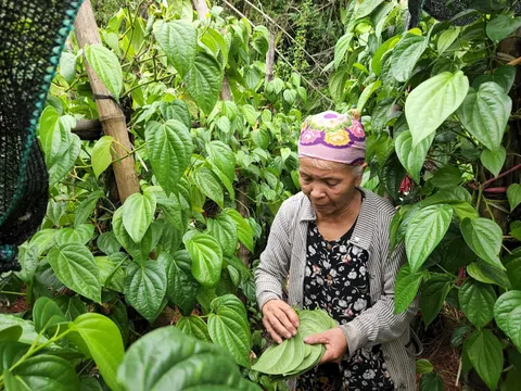 Hà Tĩnh: Trồng trầu không, mang lại thu nhập khá cho nông dân