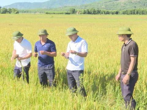 Hà Tĩnh: Thí điểm mô hình “Sản xuất lúa, kết hợp nuôi rươi theo hướng hữu cơ”