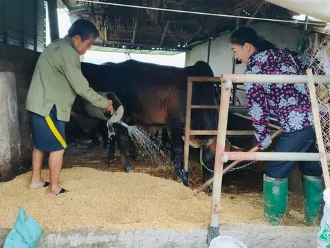 Hà Tĩnh: Người chăn nuôi sử dụng đệm lót sinh học giảm chi phí và góp phần bảo vệ môi trường