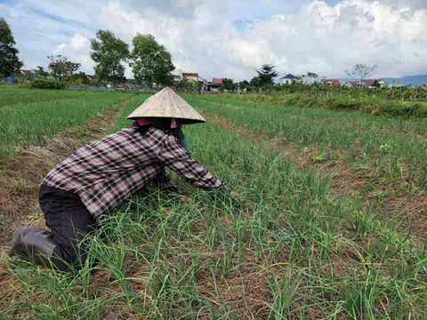 Hà Tĩnh: Người trồng hành hồ hởi khi giá hành lá tăng 3 - 4 lần