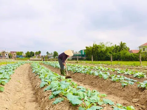 Nghệ An: Người dân tập trung chăm sóc cây trồng sau lũ