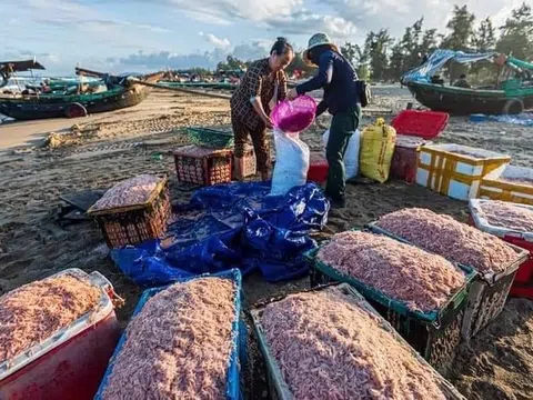 Ngư dân Hà Tĩnh trúng đậm hải sản sau mỗi chuyến ra khơi
