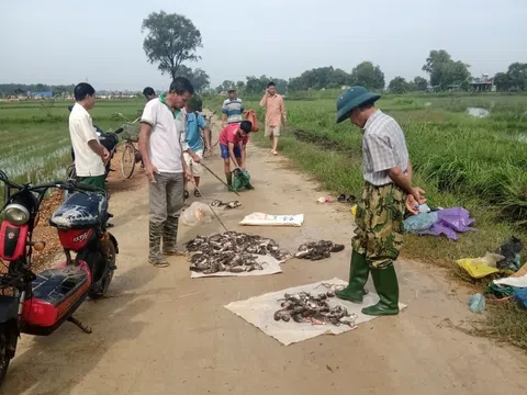 Hà Tĩnh: Người dân bắt được hàng vạn con chuột, chuẩn bị vụ sản xuất mới