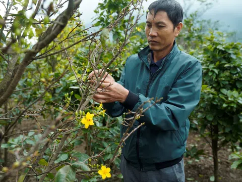 Hà Tĩnh: Hoa mai nở sớm khiến người trồng lo “mất tết”