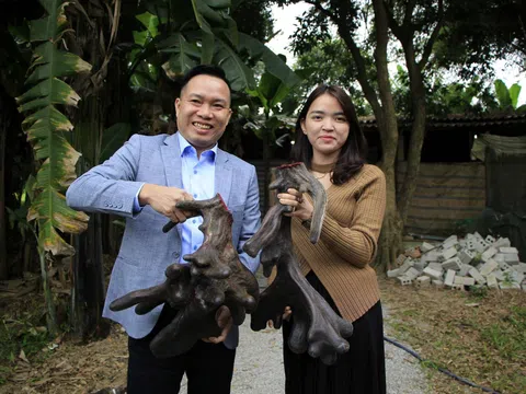 Nghệ An: Con nai cho cặp nhung  “khủng” nặng gần 11kg