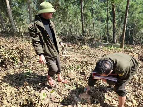 Hà Tĩnh: Vụ gỗ rừng tự nhiên bị chặt hạ, sẽ quyết xử lý nghiêm