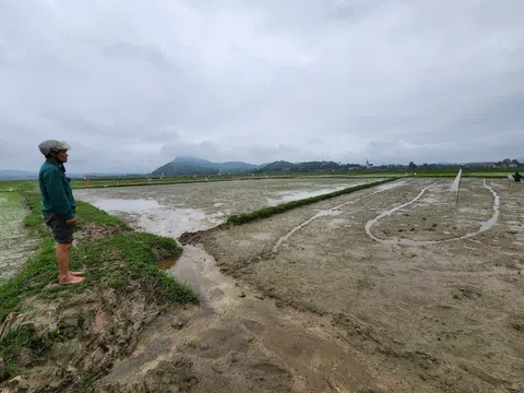 Hà Tĩnh: Hàng chục ha lúa bị đàn chim trời phá hoại