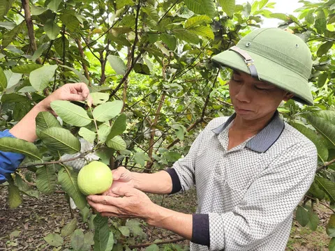 Cẩm Xuyên (Hà Tĩnh): Nhiều hộ dân xã Cẩm Lạc khá giả nhờ trồng ổi Đài Loan