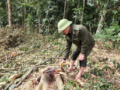 Vụ chặt phá rừng tự nhiên tại Hà Tĩnh: Hạt Kiểm lâm huyện Hương Sơn khởi tố vụ án hình sự