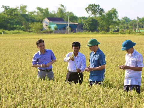 Hà Tĩnh: Hiệu quả từ việc canh tác lúa thân thiện với môi trường