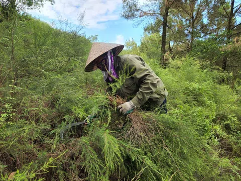 Hà Tĩnh: Cây mọc hoang trở thành hàng hóa, mang lại thu nhập cho người dân