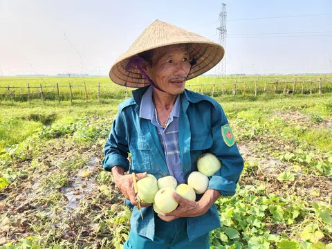 Hà Tĩnh: Người dân nâng cao hiệu quả kinh tế nhờ trồng dưa