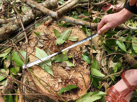 Hà Tĩnh: Vụ chặt 11,232m3 gỗ rừng tự nhiên, bị can bị tuyên phạt 6 tháng tù giam