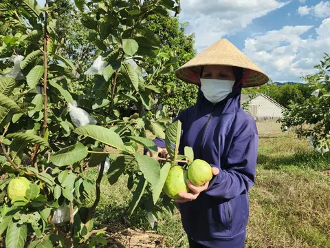 Hà Tĩnh: Hiệu quả từ mô hình trồng ổi hữu cơ đầu tiên tại huyện Vũ Quang