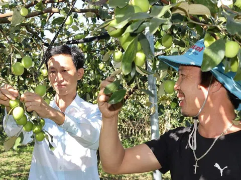Hà Tĩnh: Người nông dân "biến" bãi bồi sông La Giang thành vườn táo sai trĩu quả
