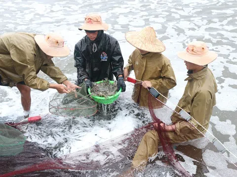 Hà Tĩnh: Triển vọng từ giải pháp nuôi tôm trên cát