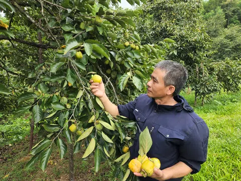 Quả hồng vuông mang đến thu nhập cao nơi "cõi thiêng Đồng Lộc"