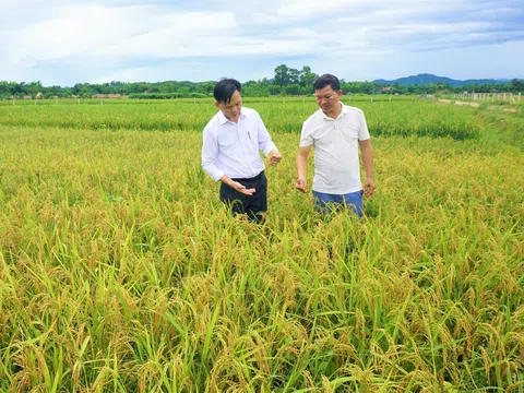 Hà Tĩnh: Trồng lúa cạn, hướng đi mới của vùng nắng hạn Hương Khê