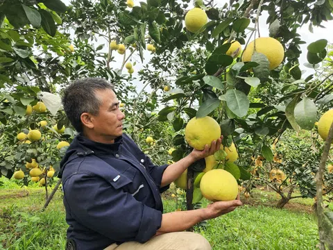 Hà Tĩnh: Bỏ nghề xây dựng về quê làm trang trại, thu nhập hàng trăm triệu đồng