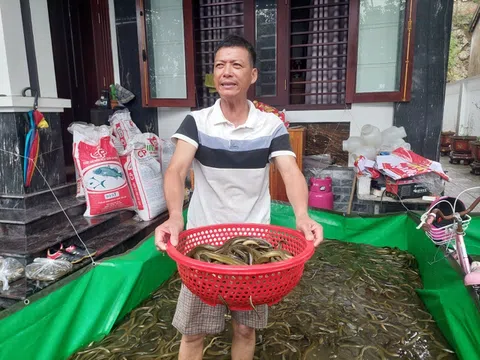 Nghệ An: “Giải cứu” 6 tấn lươn khỏi dòng nước lũ