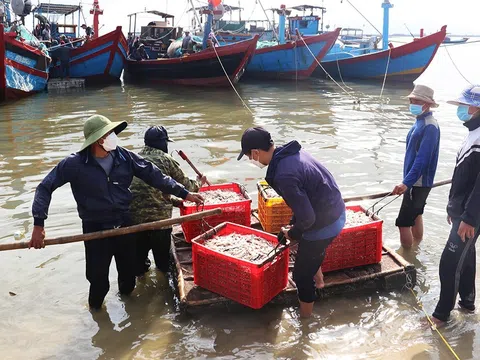 Vụ cá Nam 2023, ngư dân Hà Tĩnh thu hơn 1.100 tỷ đồng