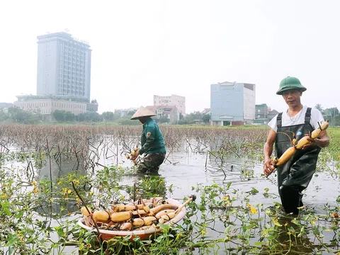 Hà Tĩnh: Trồng sen vừa có thu nhập vừa tạo cảnh quan khu vực ven đô