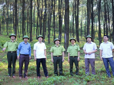 Hà Tĩnh: Chỉ đạo tăng cường công tác quản lý, bảo vệ rừng dịp Tết