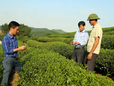 Cây chè giúp người dân vùng cao xứ Nghệ thay đổi cuộc sống