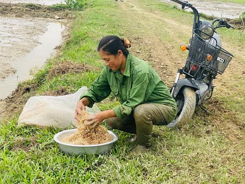 Hà Tĩnh: Các địa phương đẩy nhanh tiến độ gieo cấy lúa Xuân