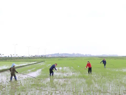 Sau tết Nguyên đán, nông dân tập trung ra đồng sản xuất vụ Xuân